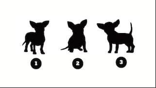 El perro que elijas te revelará un valioso mensaje para tu vida