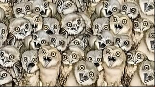 Reto visual: encuentra al gato oculto entre los búhos en menos de 10 segundos