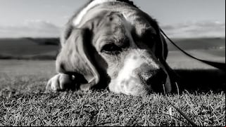 Lo que debes saber de la extraña enfermedad que mata a los perros en Estados Unidos