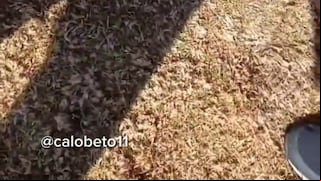 Tubería y cemento en el campo: Melgar explica el porqué no jugó hoy en el Torneo de Reservas